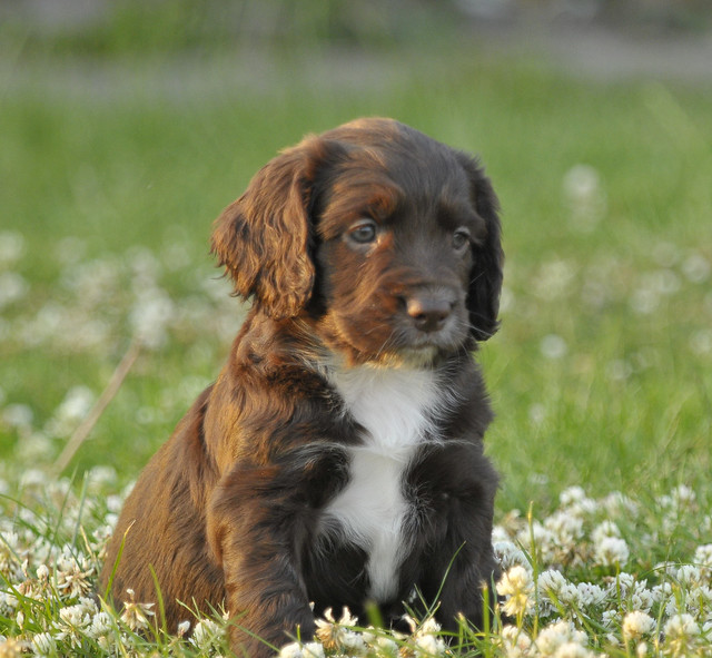 Brown English Cocker Spaniel Puppies