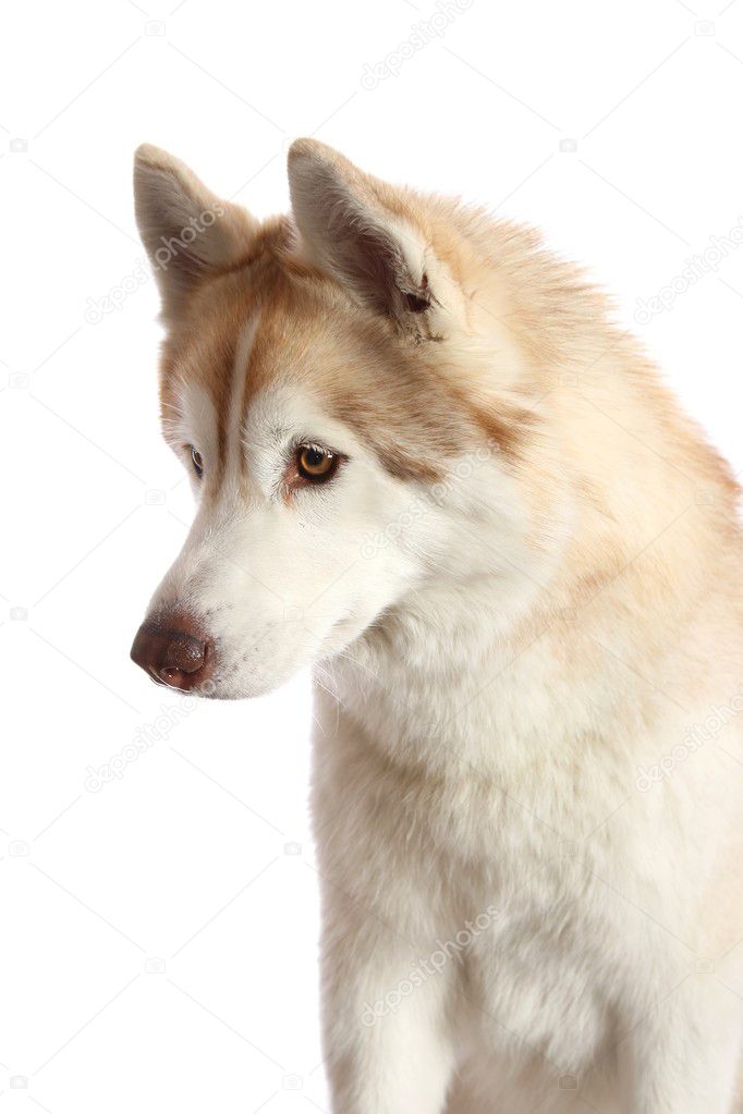 Brown Huskies Dogs