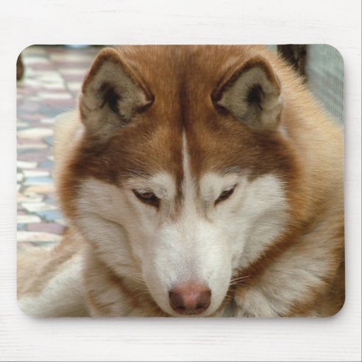 Brown Huskies Dogs