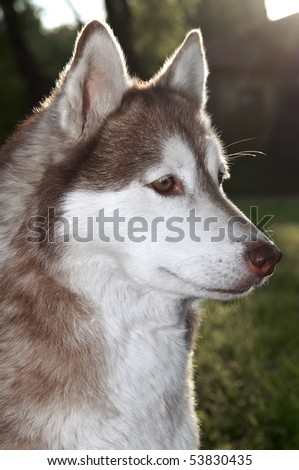 Brown Huskies Dogs