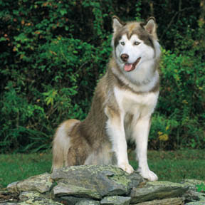 Brown Huskies Dogs