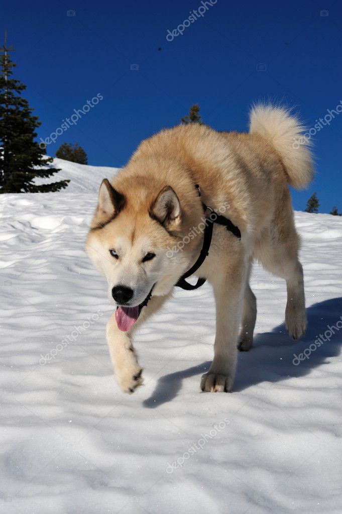 Brown Huskies Dogs