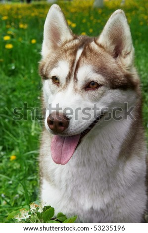 Brown Huskies Dogs