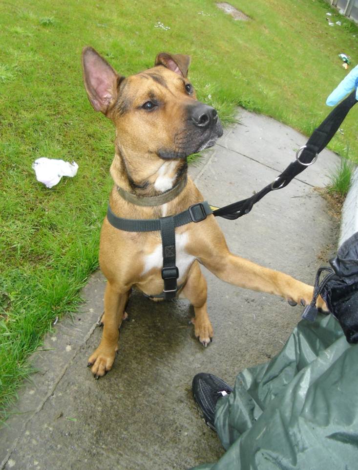 Brown Staffy Cross Labrador