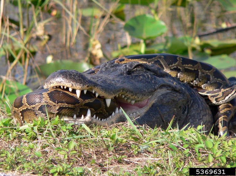 Burmese Python Eats Alligator