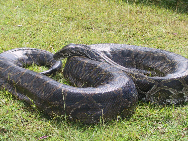 Burmese Python Eats Alligator