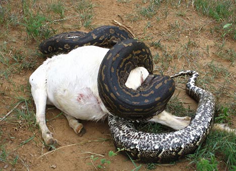 Burmese Python Eats Alligator