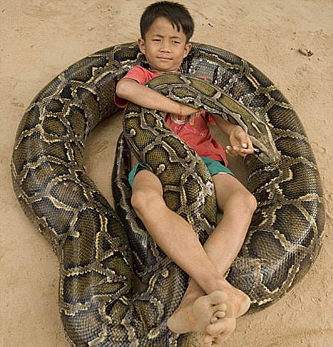 Burmese Python Eats Alligator