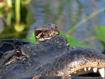 Burmese Python Eats Alligator