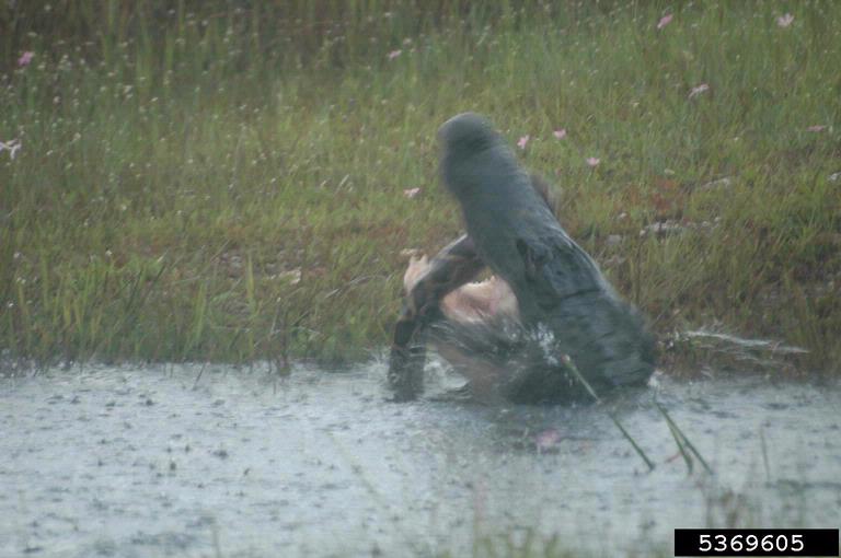 Burmese Python Eats Alligator