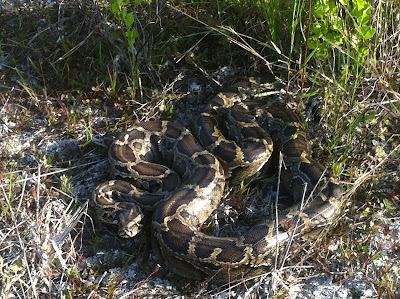 Burmese Python Eats Alligator