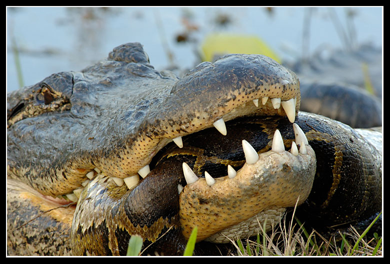 Burmese Python Eats Alligator