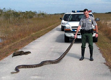 Burmese Python Eats Alligator