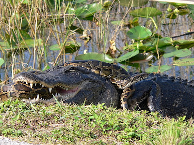 Burmese Python Eats Alligator And Explodes