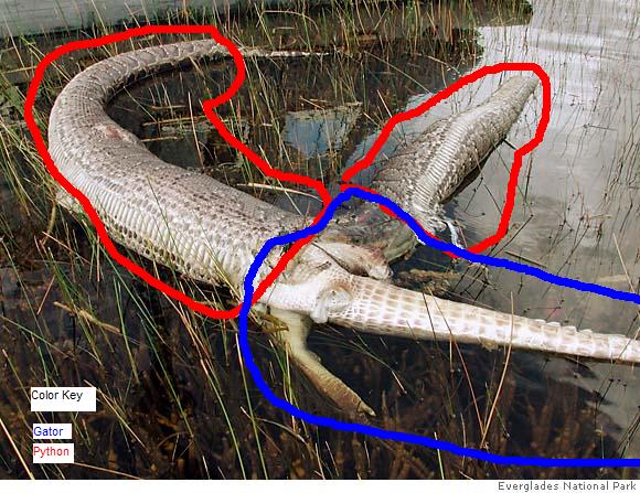 Burmese Python Eats Alligator And Explodes