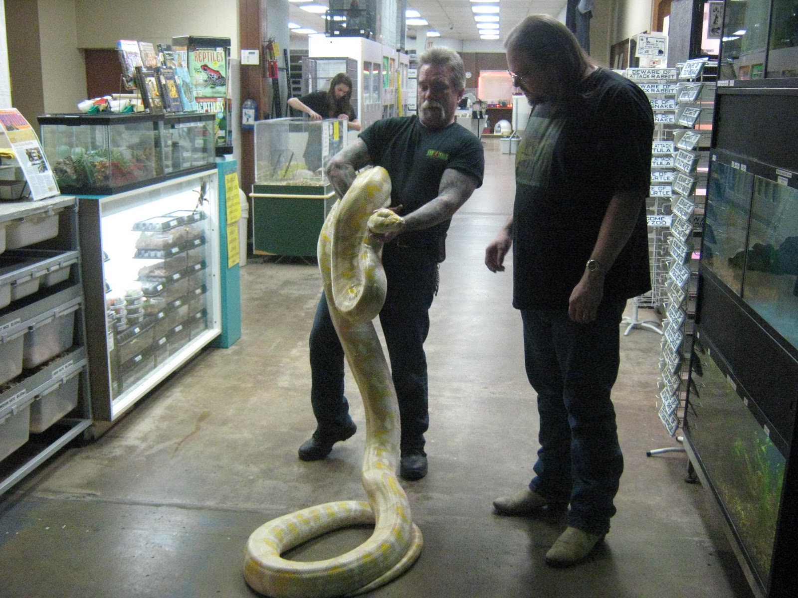 Burmese Python Eats Alligator And Explodes