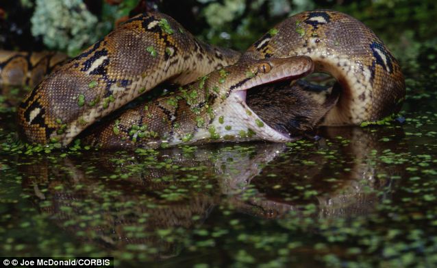 Burmese Python Eats Alligator Video