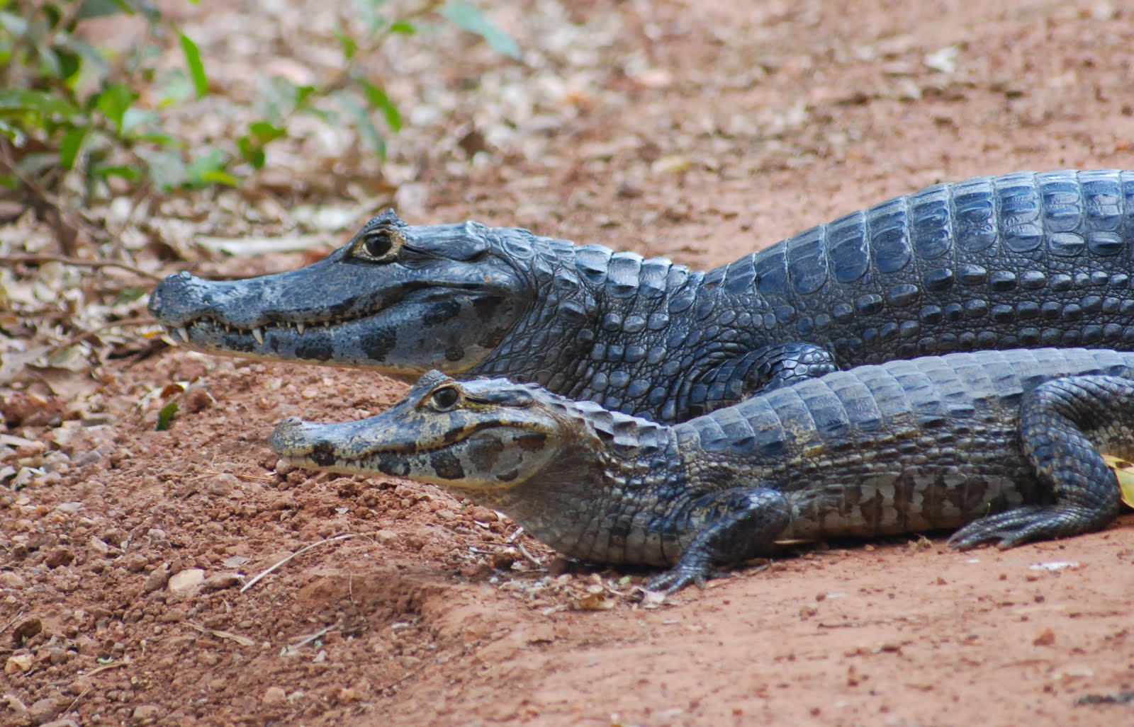 Burmese Python Eats Alligator Video