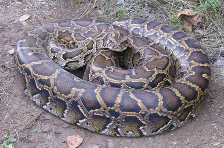 Burmese Pythons In Florida