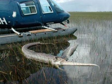 Burmese Pythons In Florida