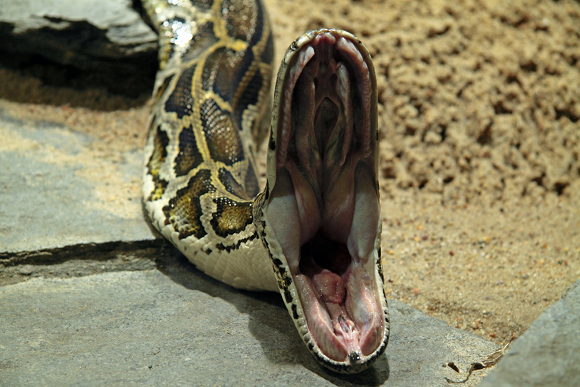 Burmese Pythons In Florida