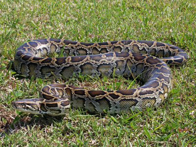 Burmese Pythons In Florida