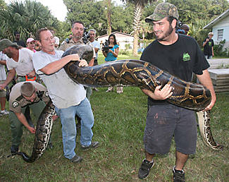 Burmese Pythons In Florida