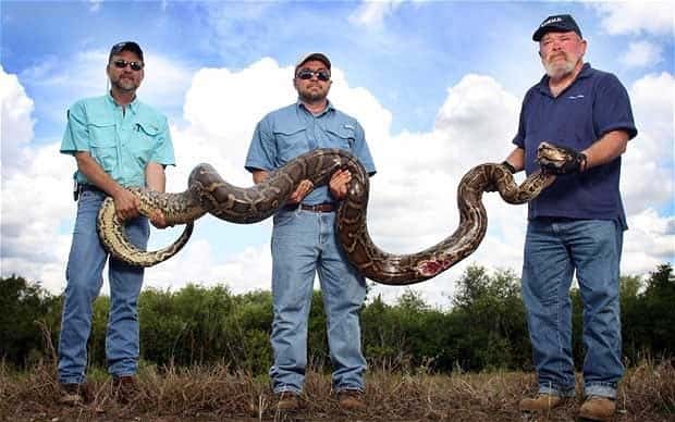 Burmese Pythons In Florida