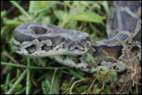 Burmese Pythons In Florida Map