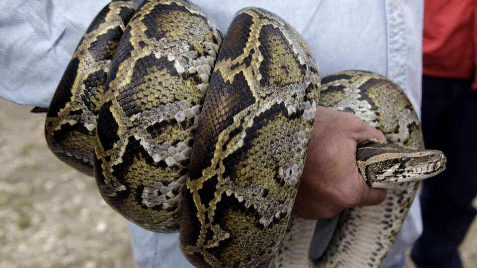 Burmese Pythons In Florida Map