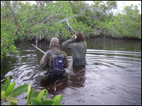 Burmese Pythons In Florida Map