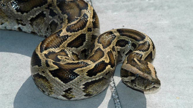 Burmese Pythons In Florida Problem