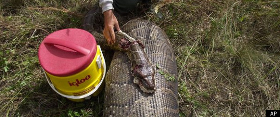 Burmese Pythons In Florida Problem