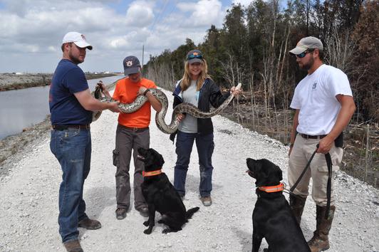 Burmese Pythons In Florida Problem