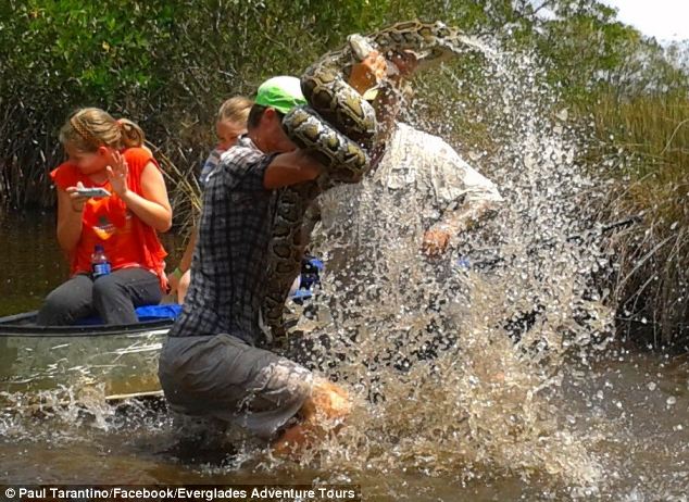 Burmese Pythons In Florida Problem