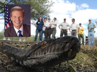 Burmese Pythons In Florida Video