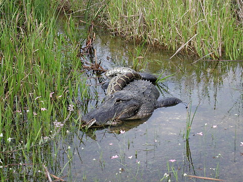 Burmese Pythons In Florida Video