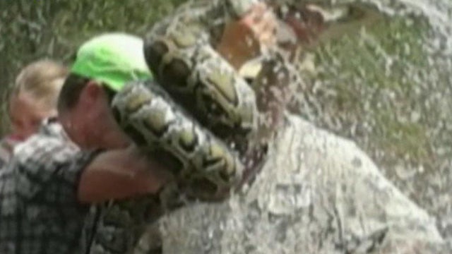 Burmese Pythons In Florida Video