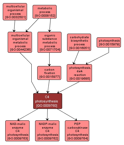 C4 Photosynthesis Process