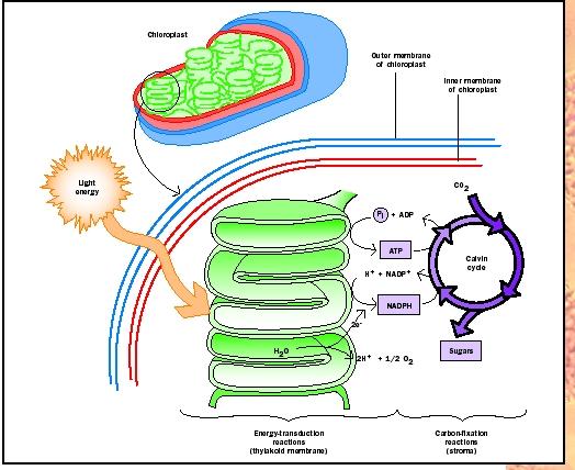 C4 Photosynthesis Process