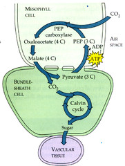 C4 Photosynthesis Process