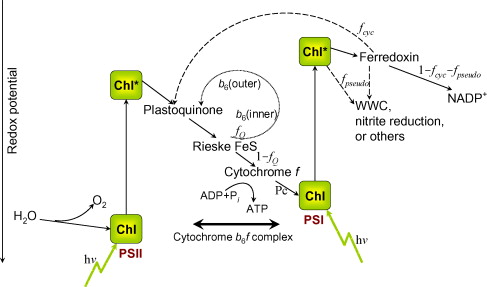 C4 Photosynthesis Process