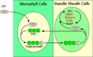 C4 Photosynthesis Process