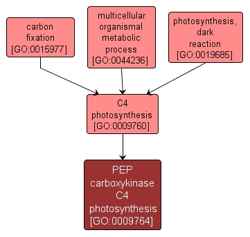 C4 Photosynthesis Process