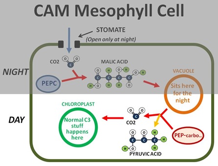 C4 Photosynthesis Process