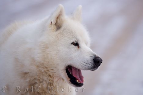 Canadian Eskimo Dog Breeders