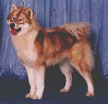 Canadian Eskimo Dog Breeders