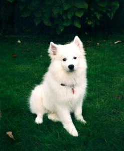 Canadian Eskimo Dog Breeders