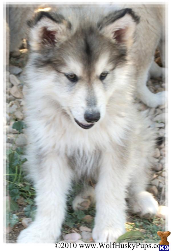 Canadian Eskimo Dog For Sale