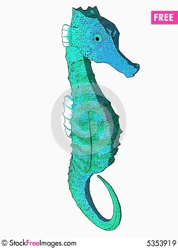 Cartoon Seahorse Pictures